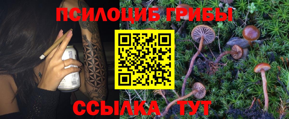 Мурино  Псилоцибиновые грибы Cubensis  Вход с VPN 